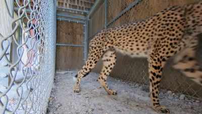 She'll eat me if I'm down there, - Secrets of the Zoo