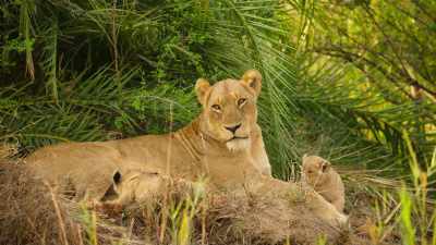 She'll have to hunt alone, - Wild Babies