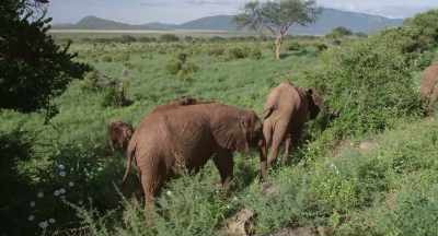She'll let them eat until it warms up - The Elephant Queen