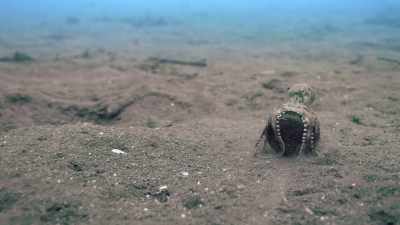 shell... - Absurd Planet