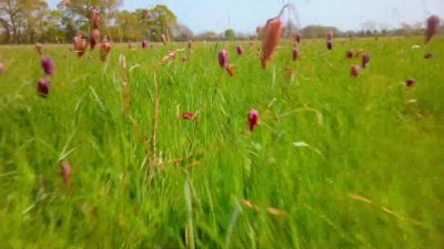 She'll visit up to 6,000 flowers a day... - Tiny World