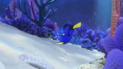 Shells. - Finding Dory