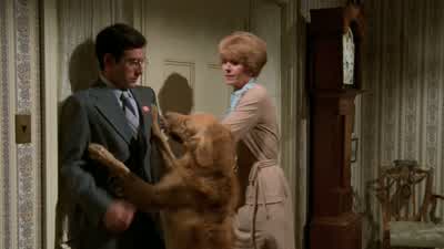 Shep, sit. - Airplane!