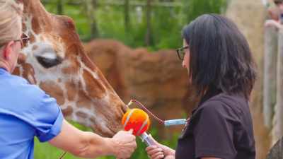 Sheri: I said,
"I'll do it myself." - Secrets of the Zoo