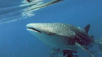 She's a Belize behemoth,
and you better "belize" - Absurd Planet