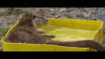 She's a river otter and her
fur apparently needs fresh - Billy & Molly: An Otter Love Story