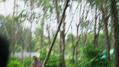She's a rubber farmer in Thailand - This Giant Beast That is the Global Economy