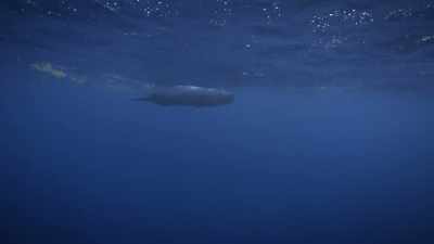 "She's all by herself..." - Secrets of the Whales
