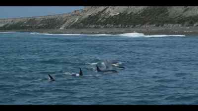 She's almost 50 years old, - Our Oceans