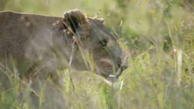 She's back on her feet, - Dynasties