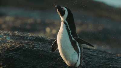 She's beautiful. - Penguin Town