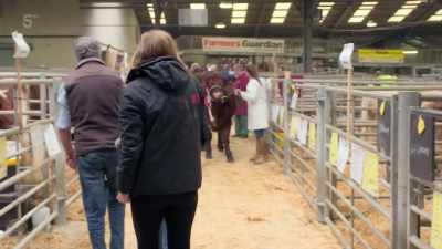 She's bought a cow today so,
I'm beginning to think that she's - Our Yorkshire Farm