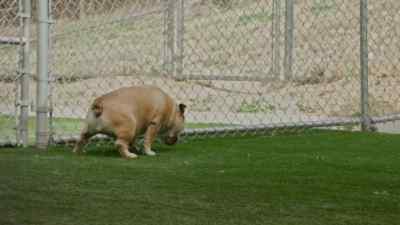 She's calm, but
totally confused. - Cesar Millan: Better Human, Better Dog