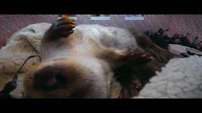 She's definitely pregnant,
there's no doubt about it. - Billy & Molly: An Otter Love Story