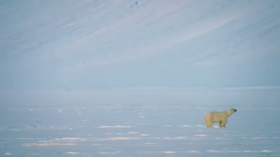 'She's done all she can. - A Year on Planet Earth