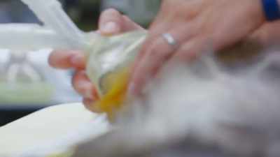 She's eating, her incision
has continued to look - Secrets of the Zoo