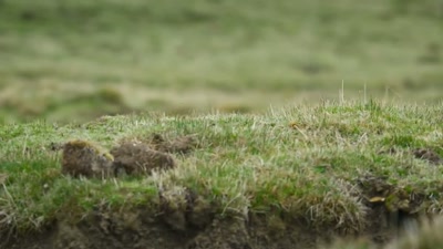 'She's found her A-game. - A Year on Planet Earth