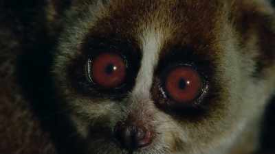 She's got huge eyes - Our Great National Parks