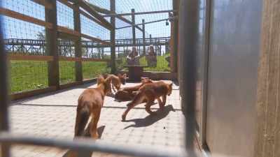 She's growling a little bit - Secrets of the Zoo
