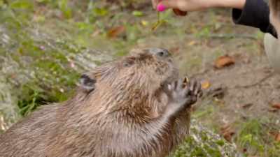 She's happy to eat, - Secrets of the Zoo