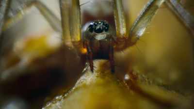 She's hatched
into a spider-eat-spider world, - The Secret Lives of Animals