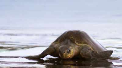 She's heavily laden - Blue Planet II