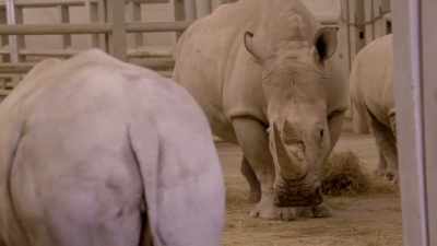 She's holding up
the white rhinos, - Secrets of the Zoo