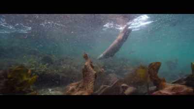 She's just, perfect. - Billy & Molly: An Otter Love Story