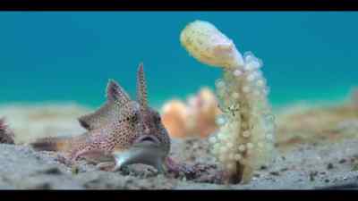 She's laid her eggs
in the only place she can. - Our Oceans