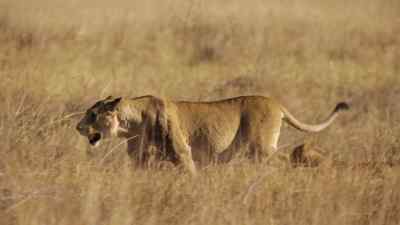 She's leading them south, - Predators