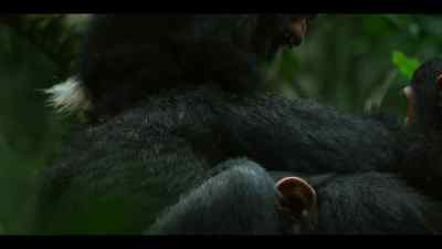 She's learning. - Chimp Empire