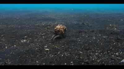 She's looking for a place
from which she can ambush her prey. - Our Oceans
