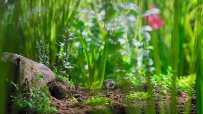 She's looking for somewhere safe for her family. - Tiny World