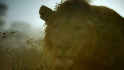 She's made peace with Sefu - - Serengeti