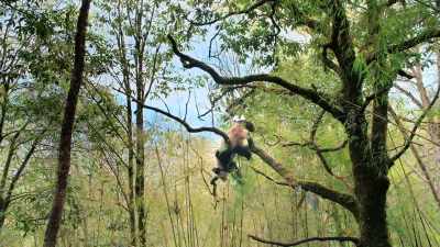 She's more independent - Pandas