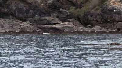 ''She's most likely in her 30s,'' - Secrets of the Whales