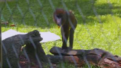 She's moving really well, she's
interacting with her friends, - Secrets of the Zoo