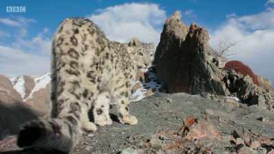She's no longer limping,
but she's now alone. - Planet Earth: A Celebration