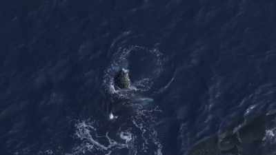 "She's not happy he swam off." - Secrets of the Whales