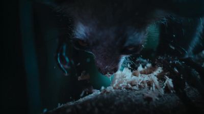 She's not hunting for mouse lemurs. - Tiny World