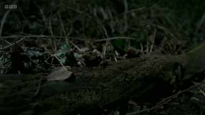 She's not the only one
on the move tonight. - Wild Isles
