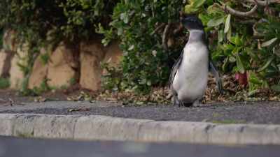 She's officially... - Penguin Town
