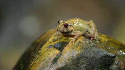 She's only the size of a chicken's egg, - Our Great National Parks