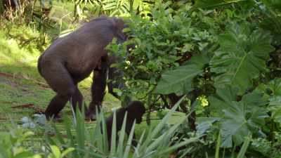 She's starting to explore on her own,
she's foraging, - Magic of Disney's Animal Kingdom
