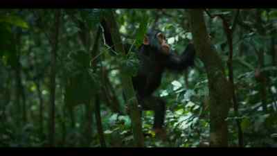 She's strong and agile enough
to make her way through the canopy alone. - Chimp Empire