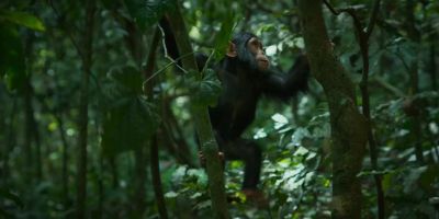 She's strong and agile enough to make her way through the canopy alone. - Chimp Empire