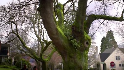 She's supposed to cross
Hunter Lane right there - Grimm