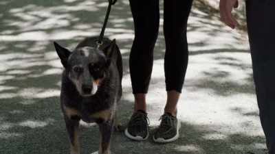 She's sweet,
non-judgmental, fun. - The Dog Lover's Guide to Dating