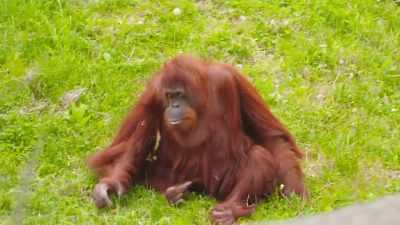 She's the third oldest
bornean orangutan female - Secrets of the Zoo