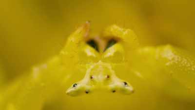 She's tiny, - Attenborough's Life in Colour